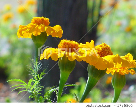 十一月Mary Gold·Asteraceae 15 十一月Mary Gold·Asteraceae 15 1726805