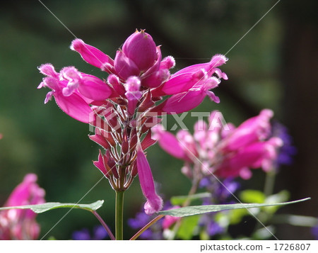 November Rose Reef Sage / Labiata 05 November Rose Reef Sage / Labiata 05 1726807
