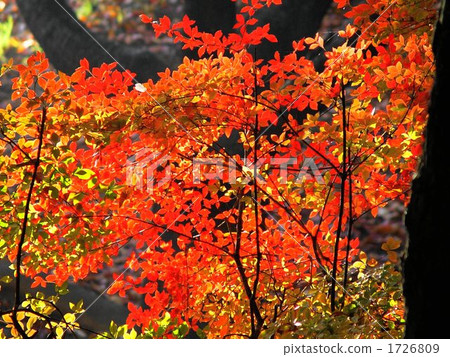 十一月顏色樹葉dendroza·杜鵑花04 十一月顏色樹葉dendroza·杜鵑花04 1726809