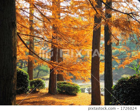 November Autumn leaves Rakuchou · Cryptomeria japonica Oriental plant park November Autumn leaves Rakuchou · Cryptomeria japonica Oriental plant park 1726824