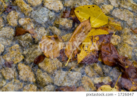 Fallen fallen leaves 1726847