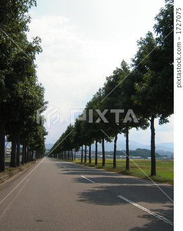 tree-lined road, roadside trees, road 1727075
