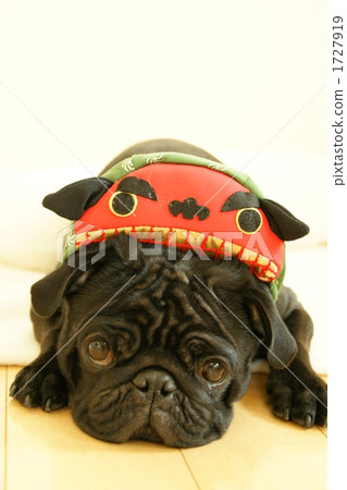 Shishimai Pug 1727919