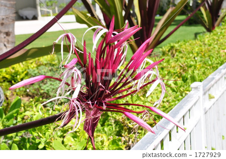 Holidays in Hawaii 1727929