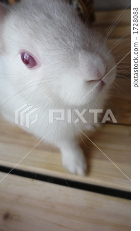 小兔子 1728088