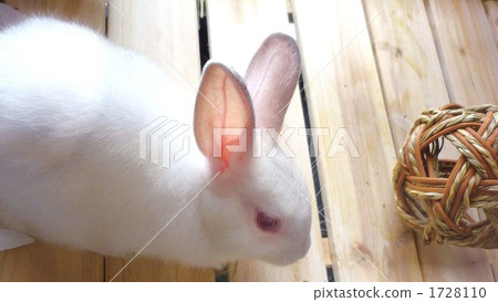 Baby rabbit Baby rabbit 1728110