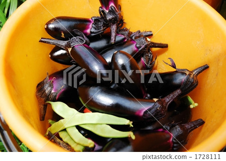 Summer vegetable 1728111