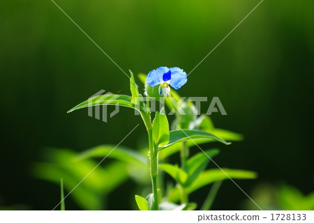 草花草 1728133