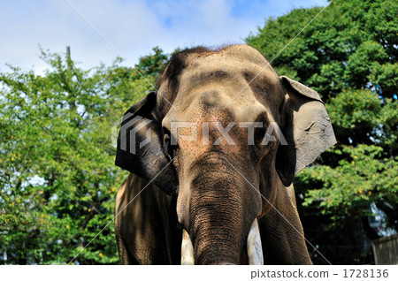 Indian elephant 1728136