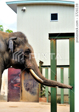 Indian elephant 1728139