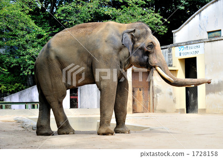 Indian elephant 1728158