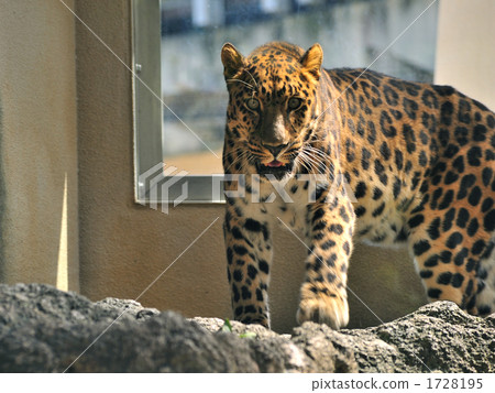 Amur leopard Amur leopard 1728195