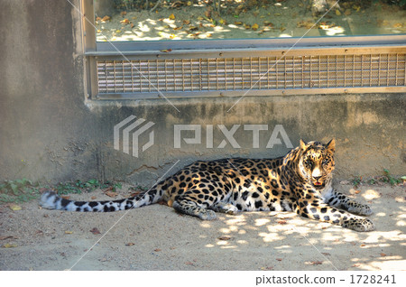 Amur leopard 1728241