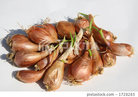 Wakagi sphere before planting 1728283