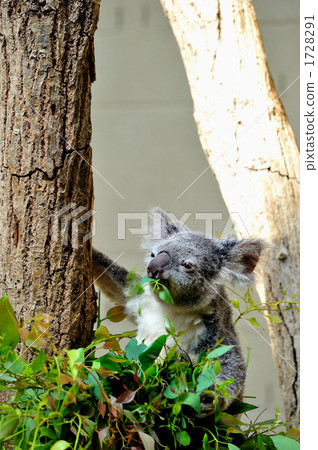 Koala 1728291