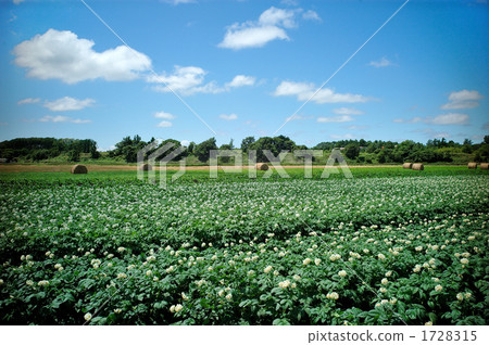potato field, potaflower, nature 1728315