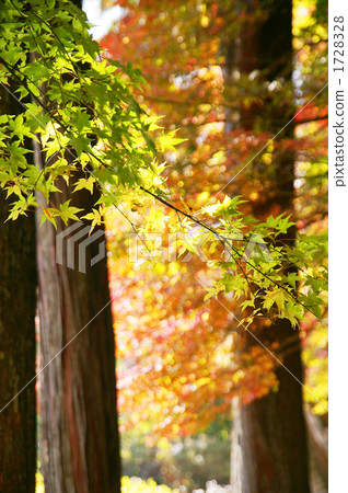 Maple Maple 1728328