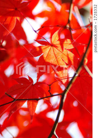 Maple Maple 1728332
