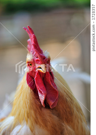 Rooster 1728357