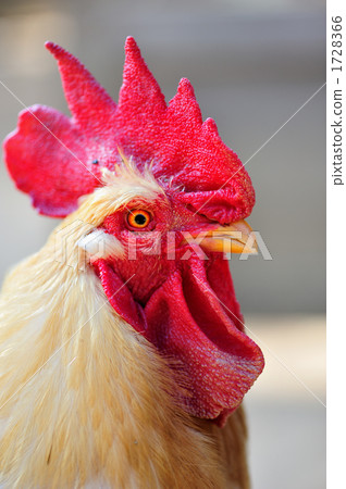 公雞 1728366
