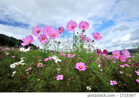 大波斯菊田地 花朵 花 1728367