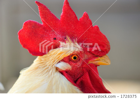 Rooster 1728375
