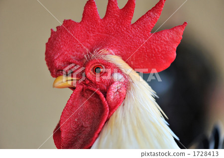 Rooster 1728413