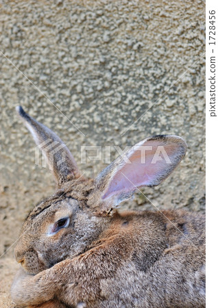 A rabbit 1728456
