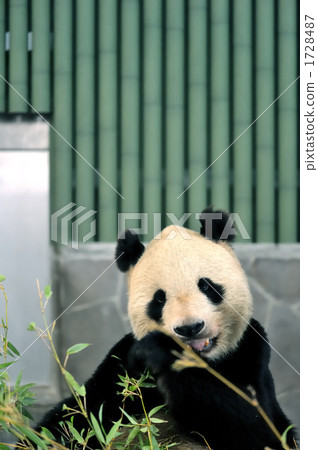 大熊貓 1728487