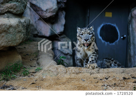 Snow leopard Snow leopard 1728520