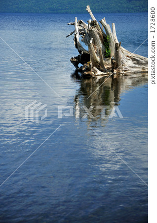 underwater tree, deadwood, dead tree 1728600