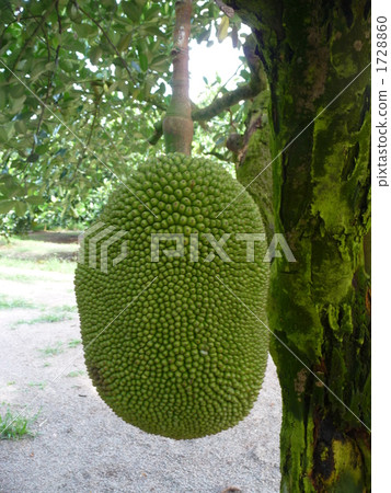 傑克水果/帕拉米茲 傑克水果/帕拉米茲 1728860