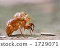 蟬的觸摸 1729071