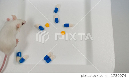 Mouse Mouse 1729074
