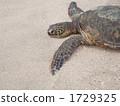 side view, southern island, turtle 1729325
