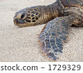 side view, southern island, turtle 1729329
