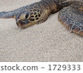 side view, southern island, turtle 1729333