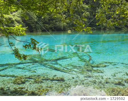 五朵花海 五朵花海 1729502