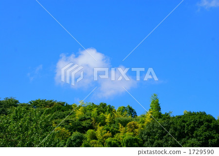 mountain forest, forest, wood 1729590