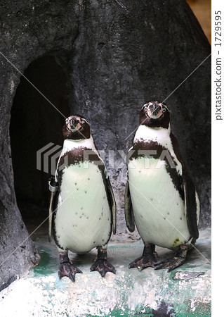 Penguin penguin 1729595