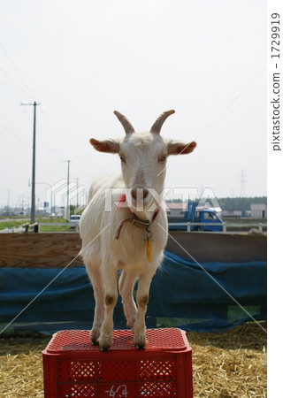 山羊 動物 牲畜 1729919