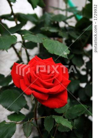 Rose in the garden Rose in the garden 1729932