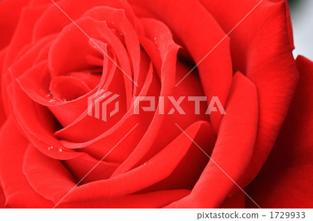 Red rose with passion Red rose with passion 1729933
