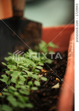 gardening  1729943