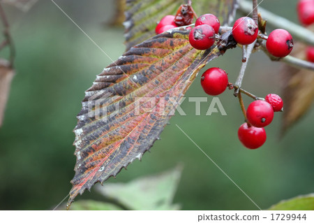 Viburnum Viburnum 1729944