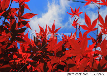 Autumn leaves of spring Autumn leaves of spring 1729977