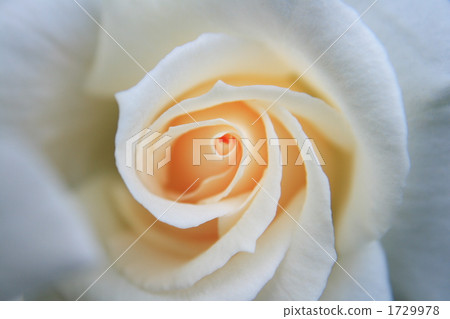 A petal of a rose A petal of a rose 1729978