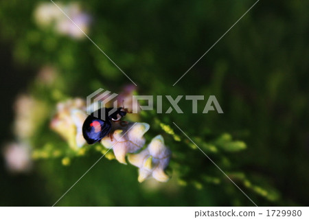 Ladybug 1729980