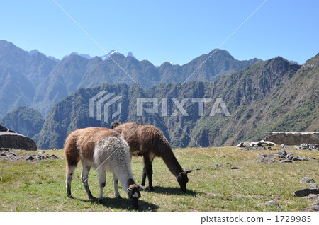 Alpaca eating grass Alpaca eating grass 1729985