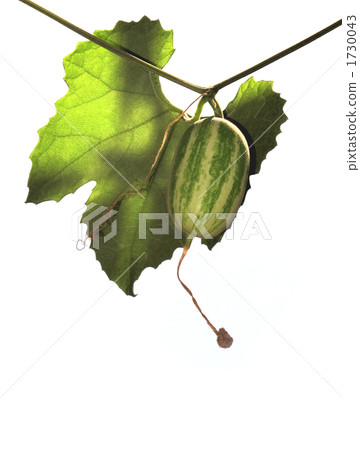 Crow's melon 1730043